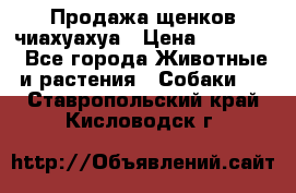 Продажа щенков чиахуахуа › Цена ­ 12 000 - Все города Животные и растения » Собаки   . Ставропольский край,Кисловодск г.